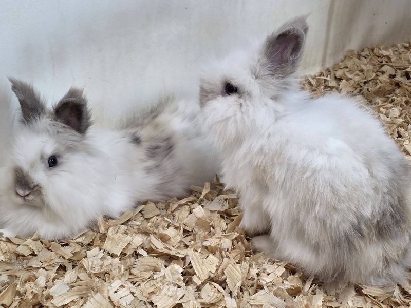 Retired breeder, Lionhead Bunnies, females!