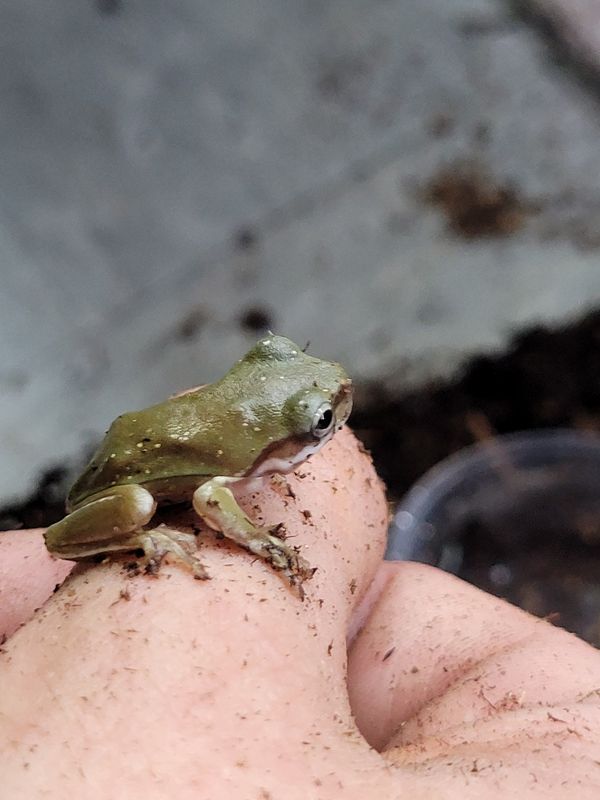 Blue Eyed Whites Tree Frog