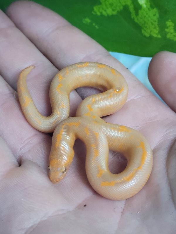 Albino, striped, Kenyan Sand Boa