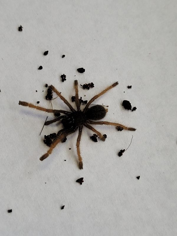 Vietnam Silver Tarantula