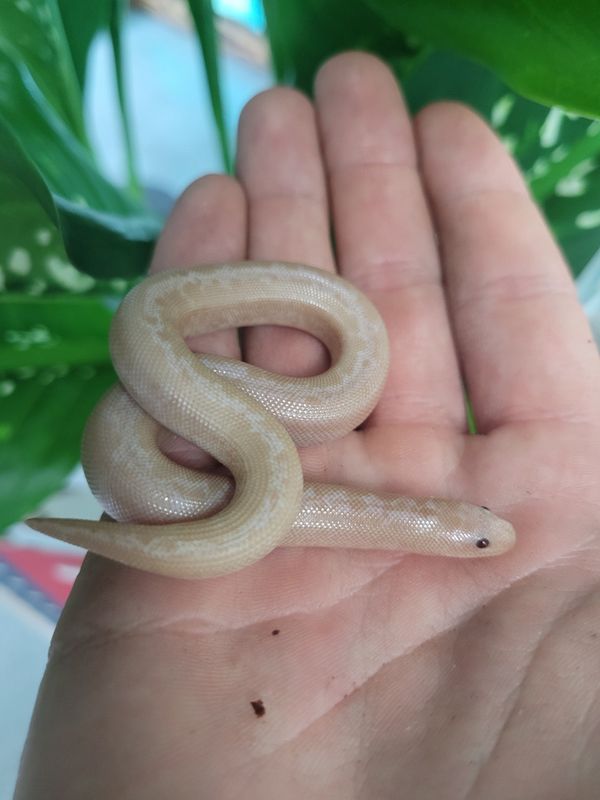 Striped, Snow, Kenyan Sand Boa