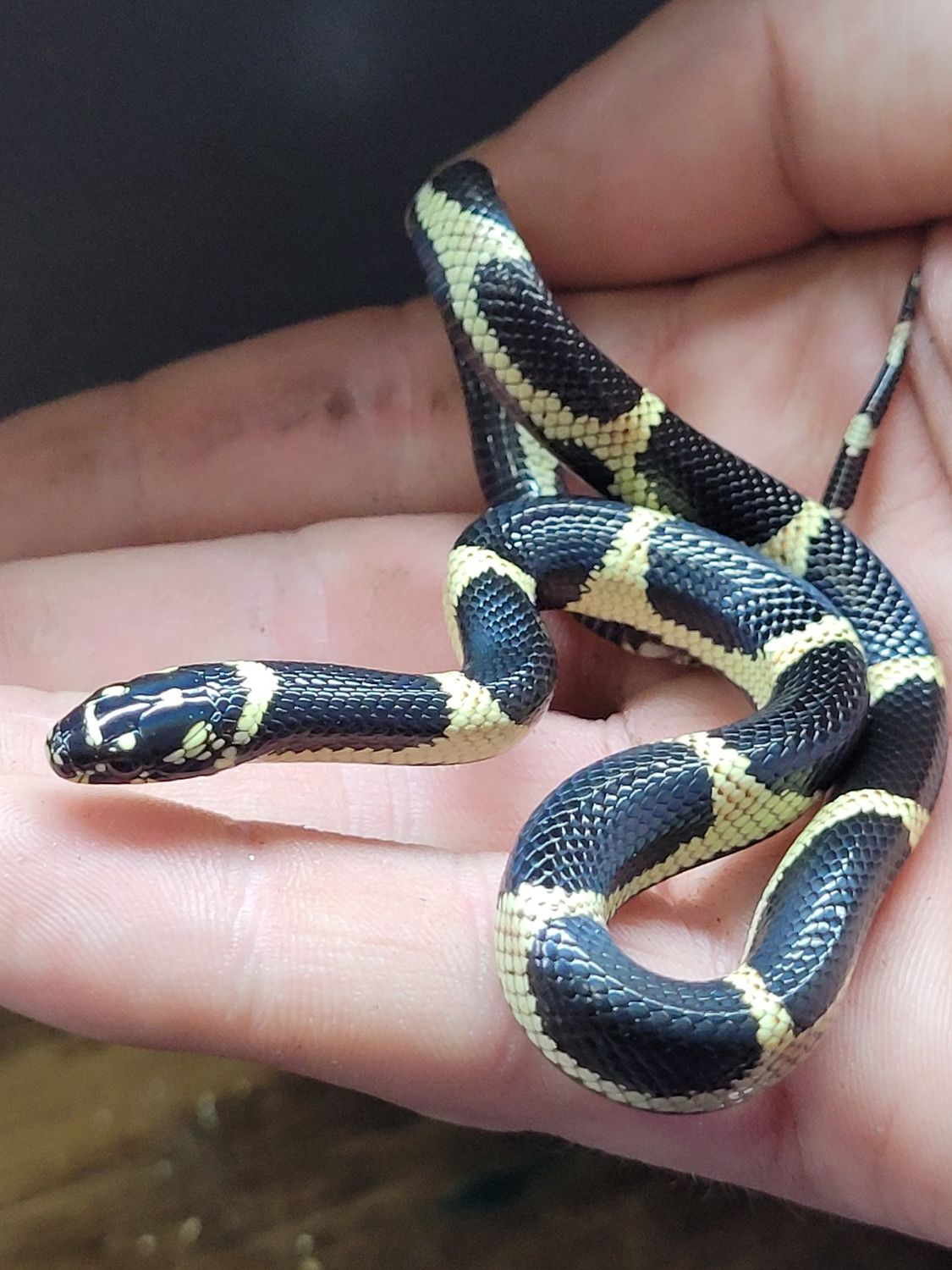 Chain King Snake