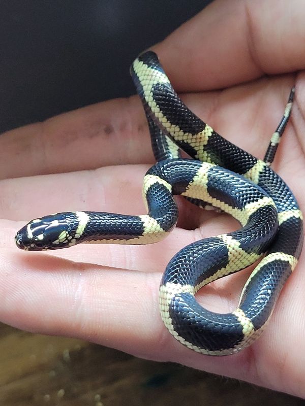 Chain King Snake