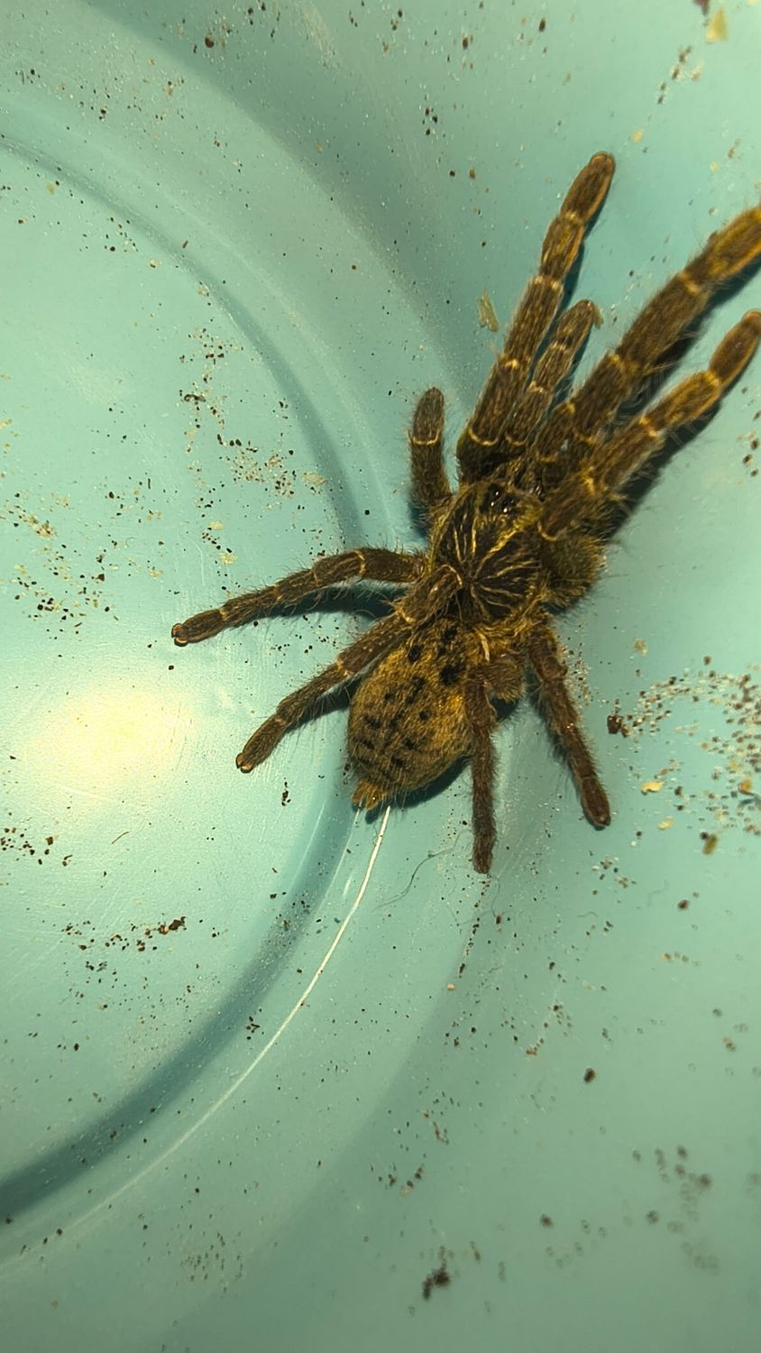 Fort hall Baboon Tarantula