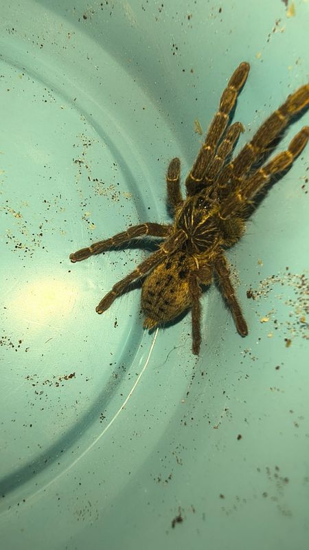 Fort hall Baboon Tarantula