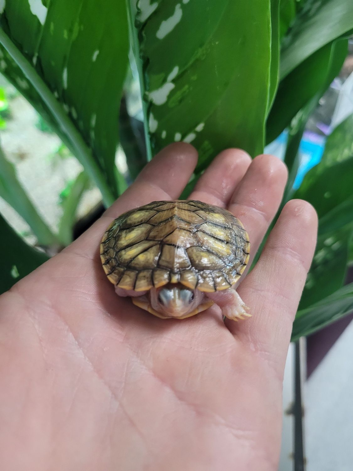 Hybino Red Ear Slider
