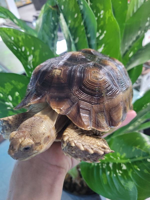 Sulcata, juv. male