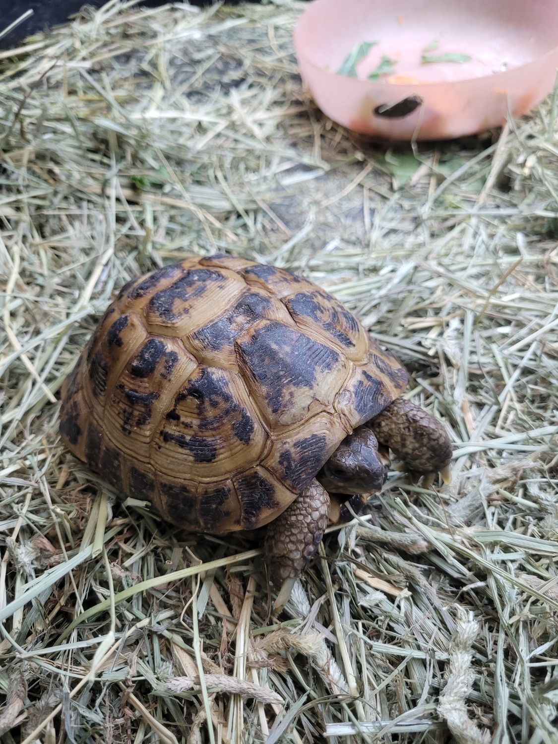 Russian Tortoise