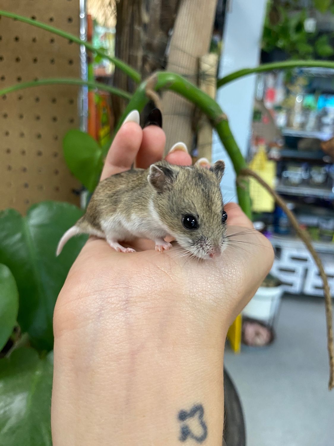Chinese Dwarf Hamsters