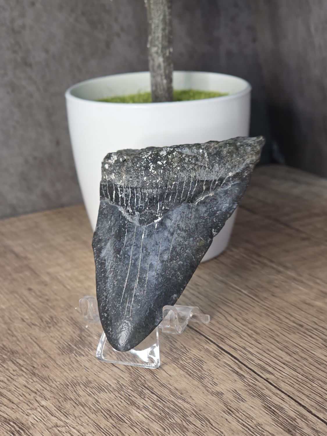 Megalodon Tooth, #12