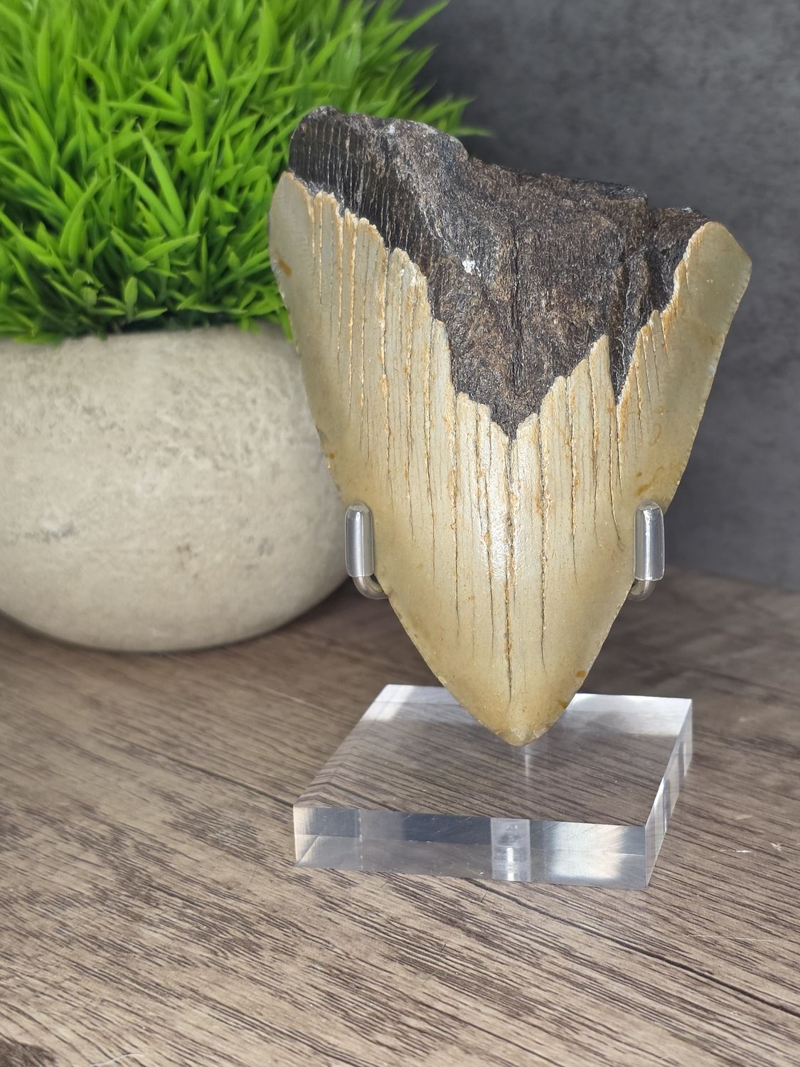 Megalodon Tooth #14
