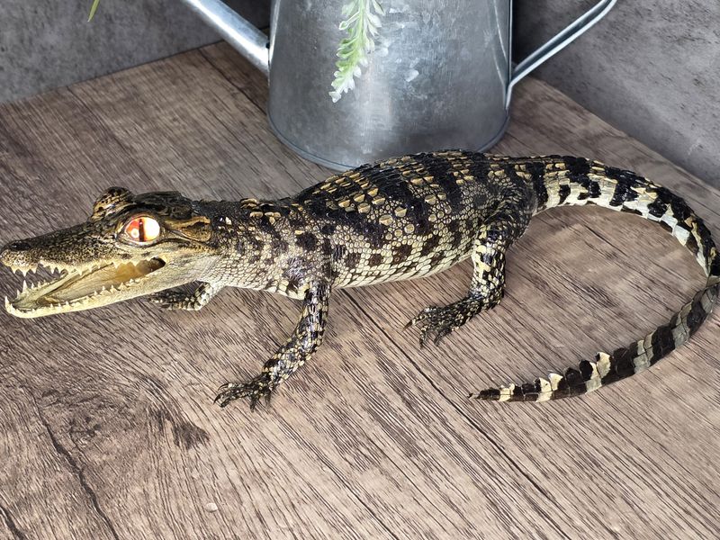 Taxidermy Crocodile baby