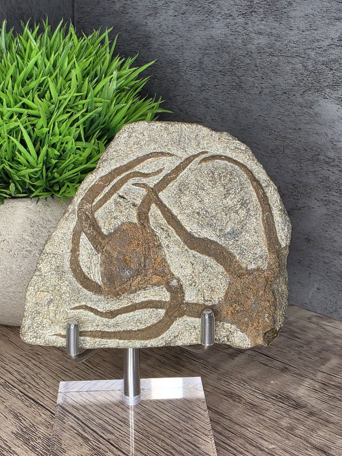 Double Starfish Fossil.  AWESOME piece!