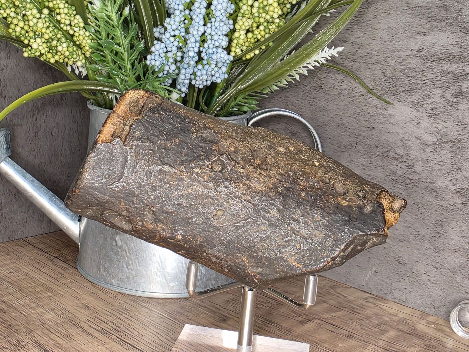 Fossilized Manatee Rib Bone