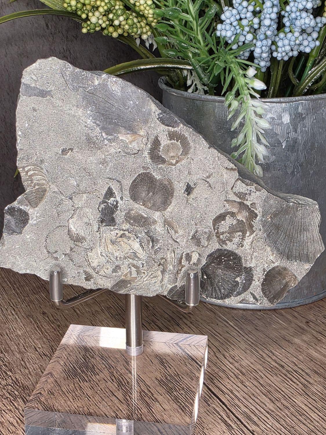 Fossilized Seashells #1