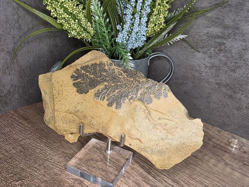 Fossilized Leaf #1