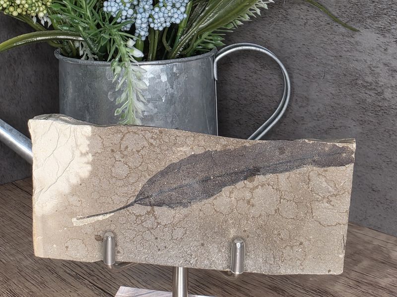 Fossilized Leaf #3