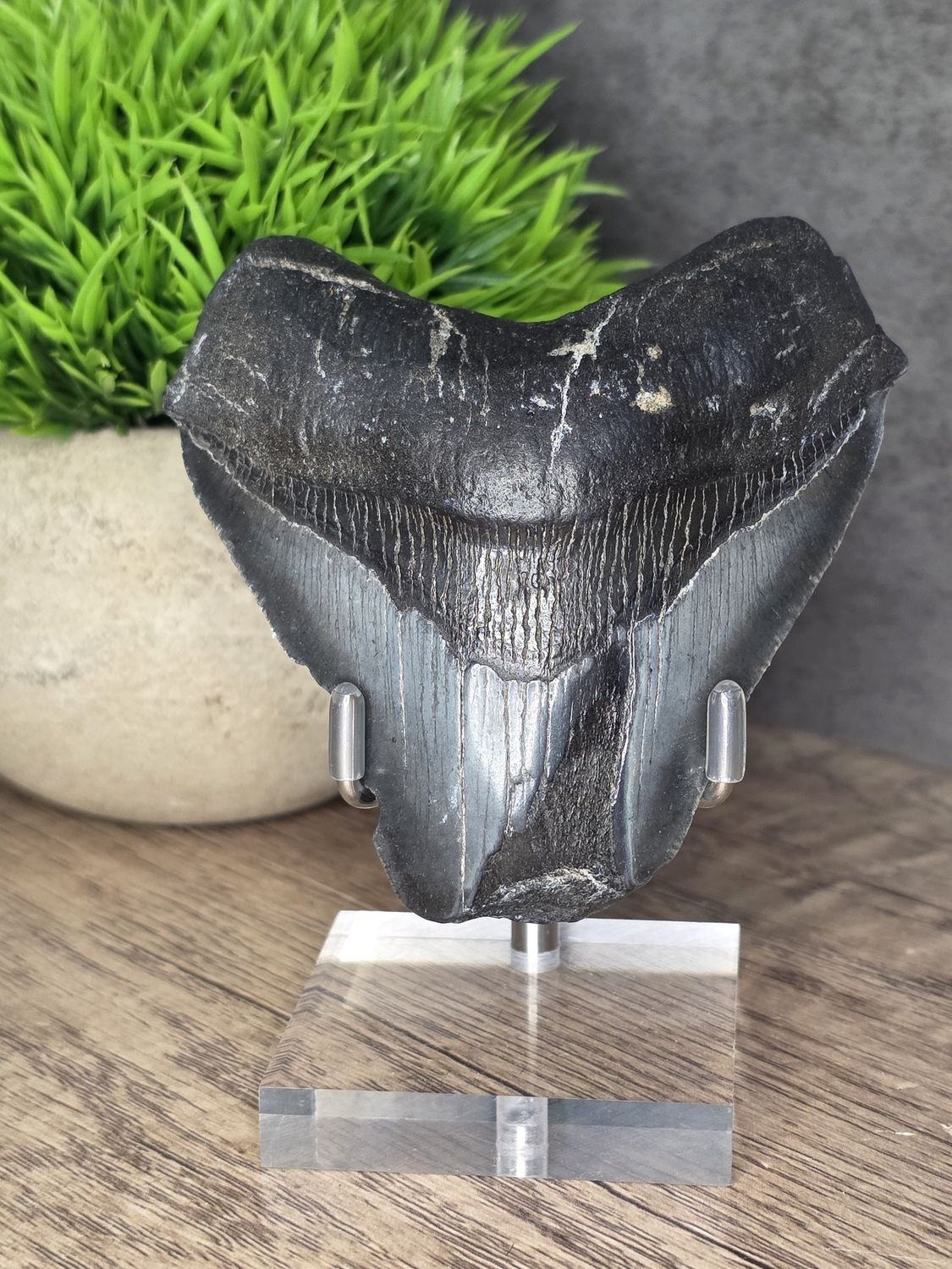 Megalodon Tooth #13