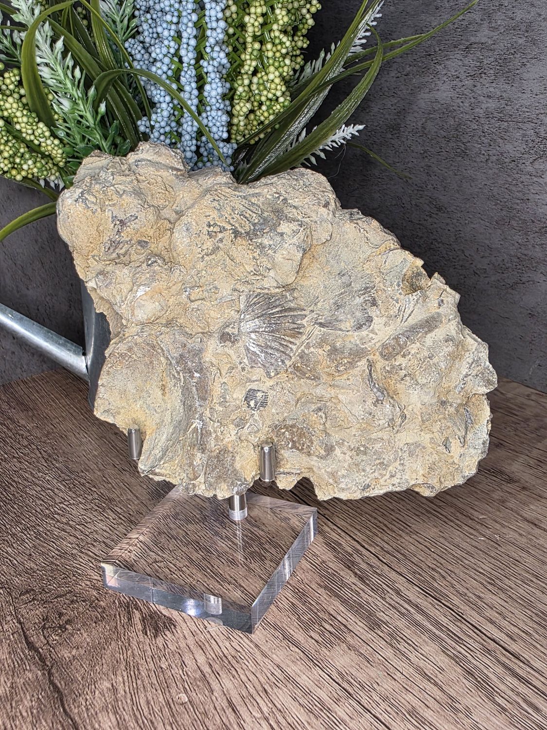 Fossilized Seashells #2