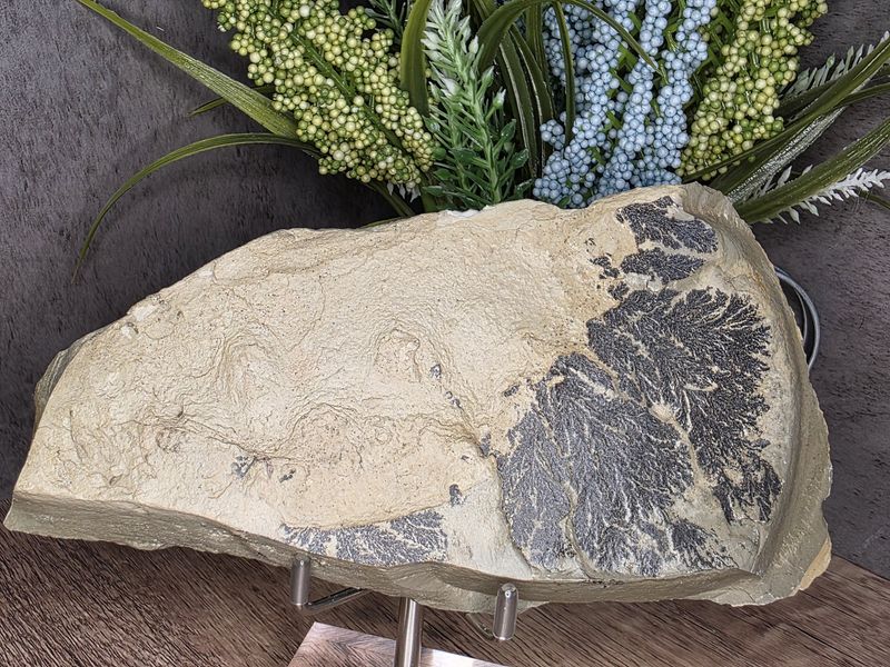 Fossilized Leaf #2