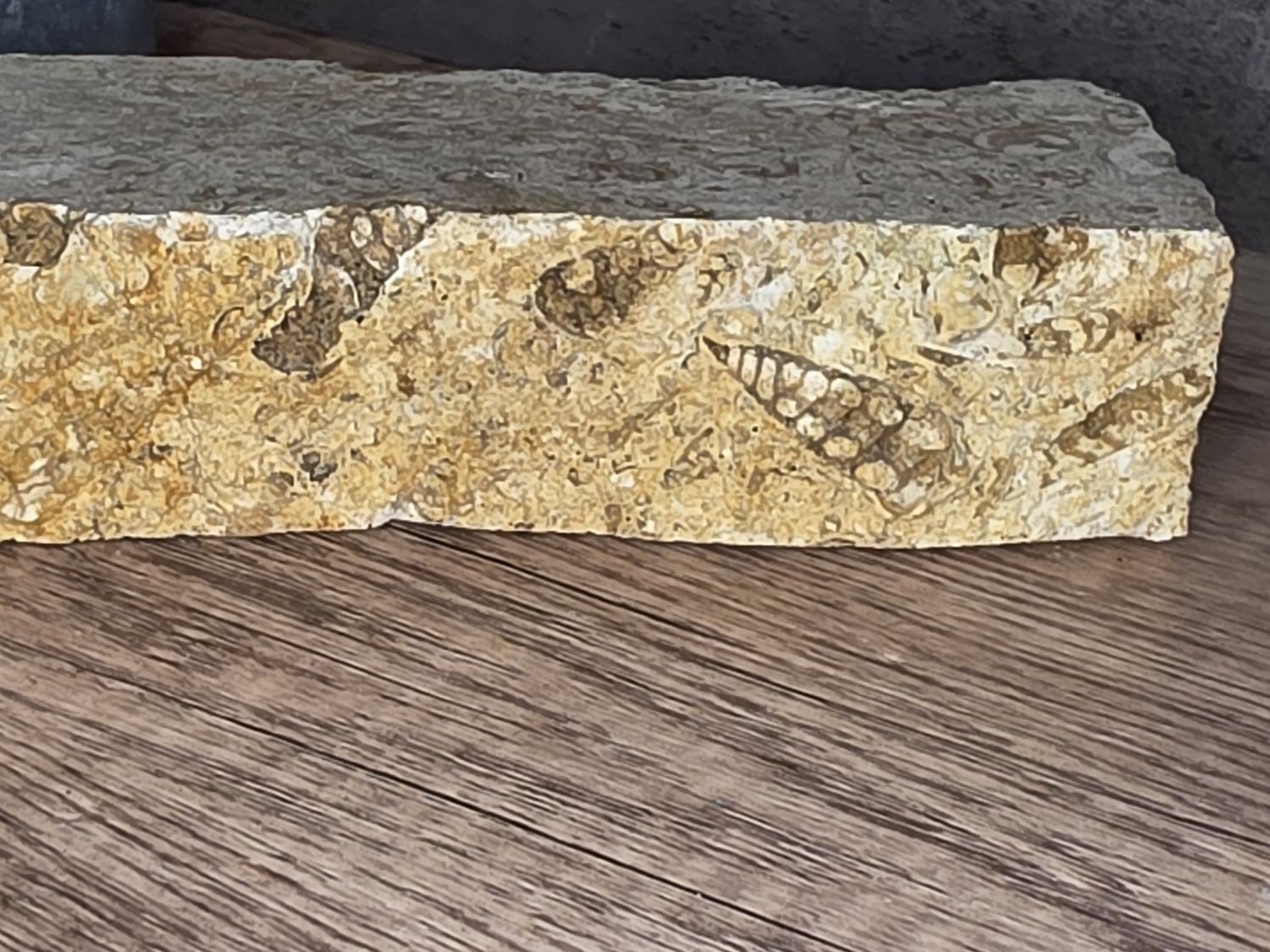 Fossils in Limestone