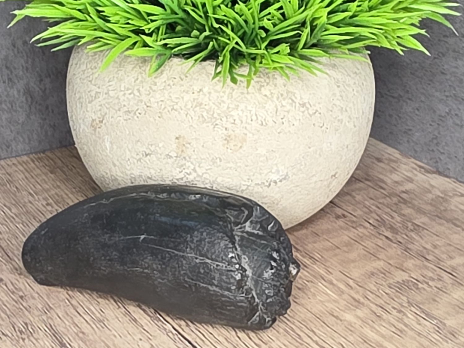 Fossilized Sperm Whale Tooth