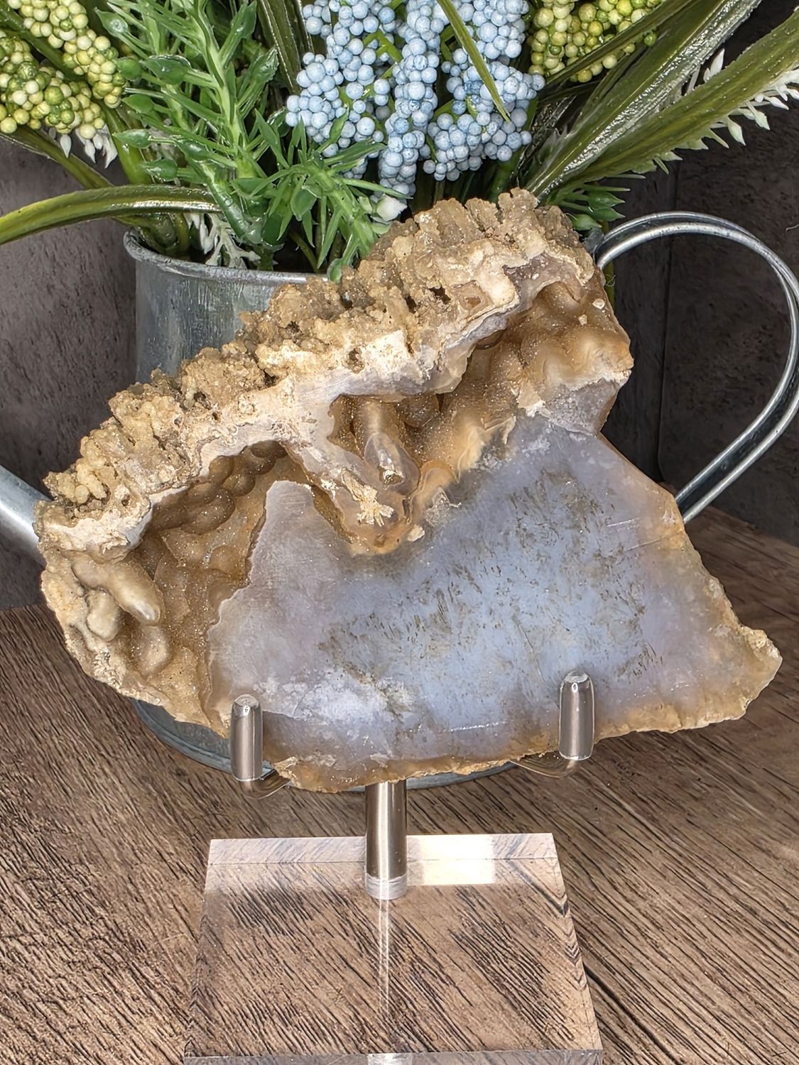 Agatized Coral Fossil