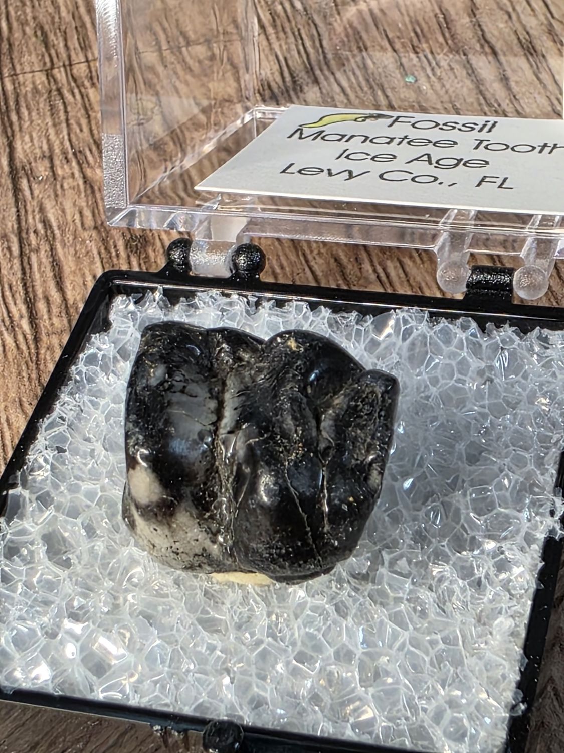 Fossilized Manatee Tooth