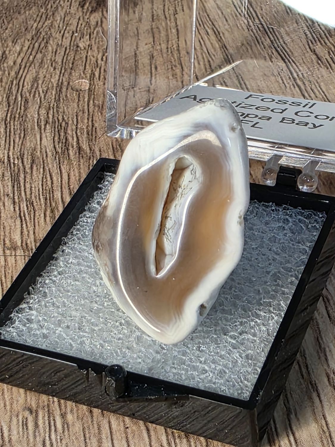 Agatized Coral in "perky box!"