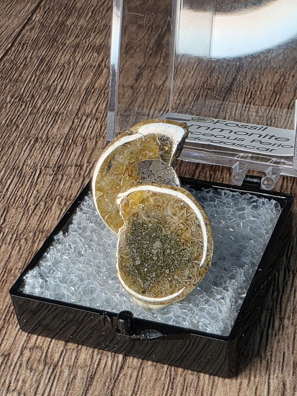 Ammonite Fossils in "perky box!"