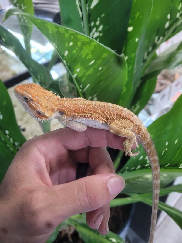 Bearded Dragons, fancy morphs.  7" - 10"