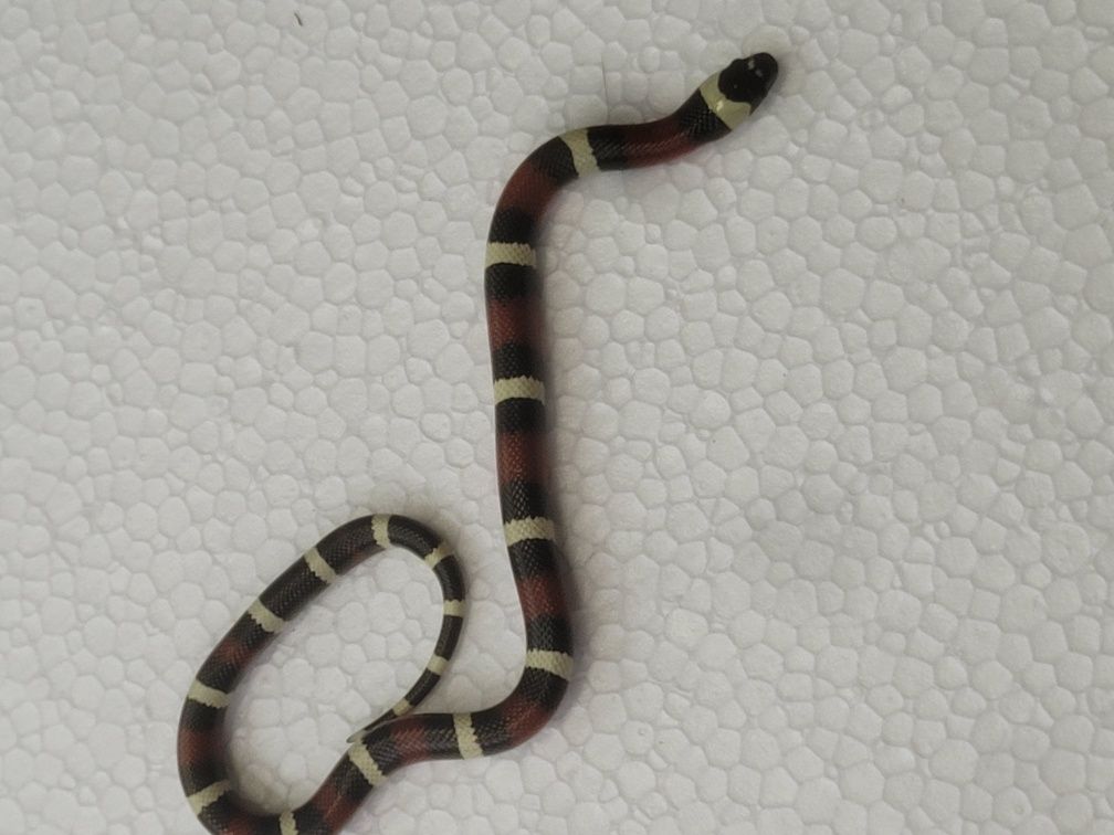Pueblan Milk Snake