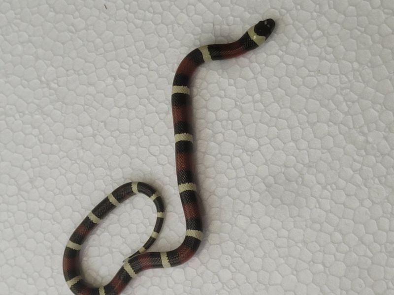 Pueblan Milk Snake