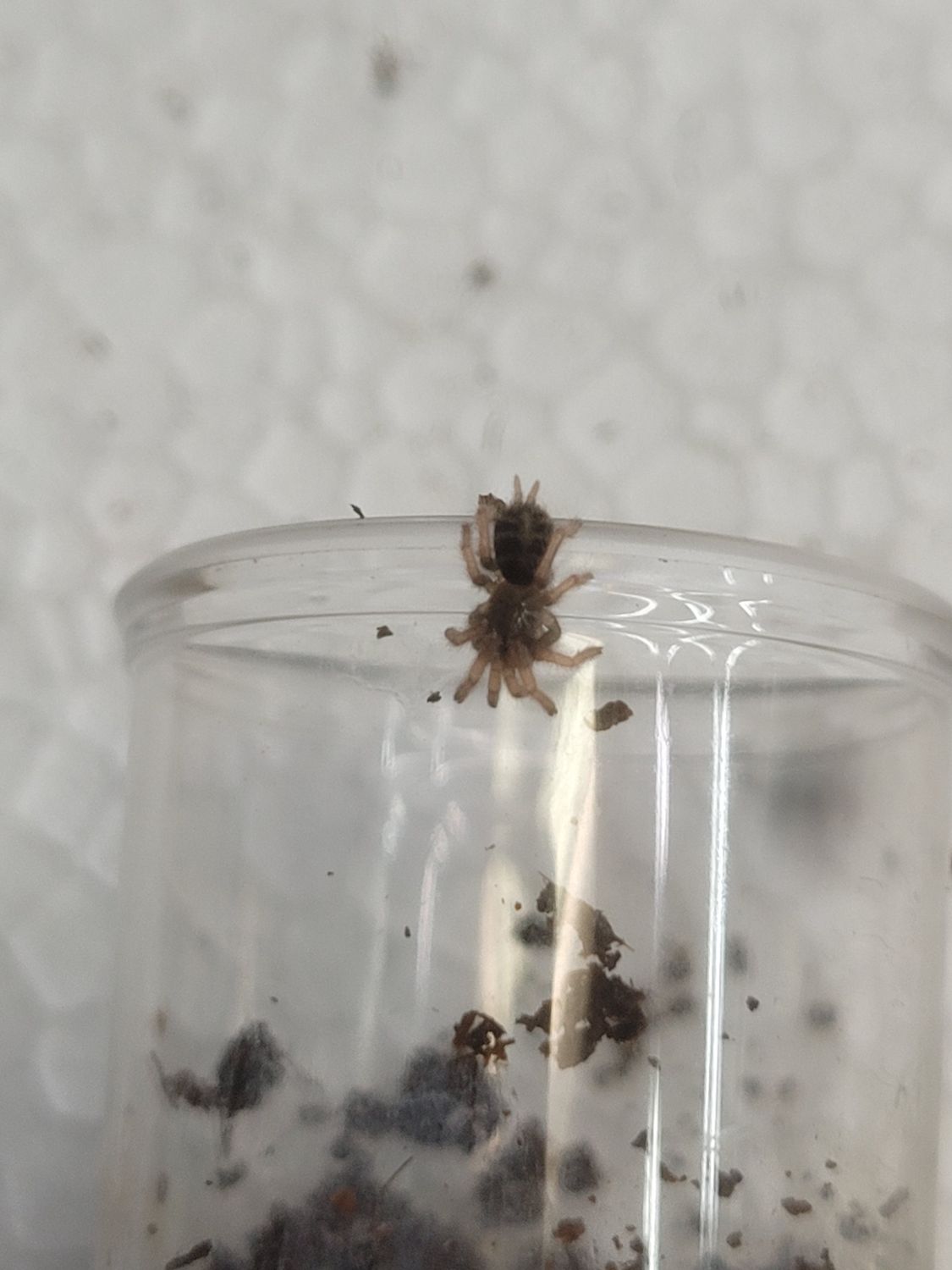 Frozen Flame Tiger Rump, Tarantula 0.3"