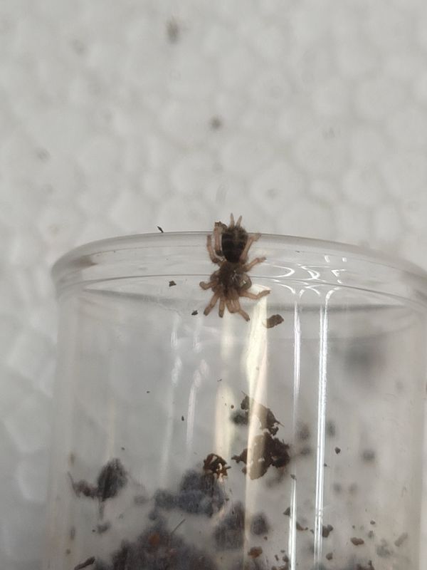 Frozen Flame Tiger Rump, Tarantula 0.3"