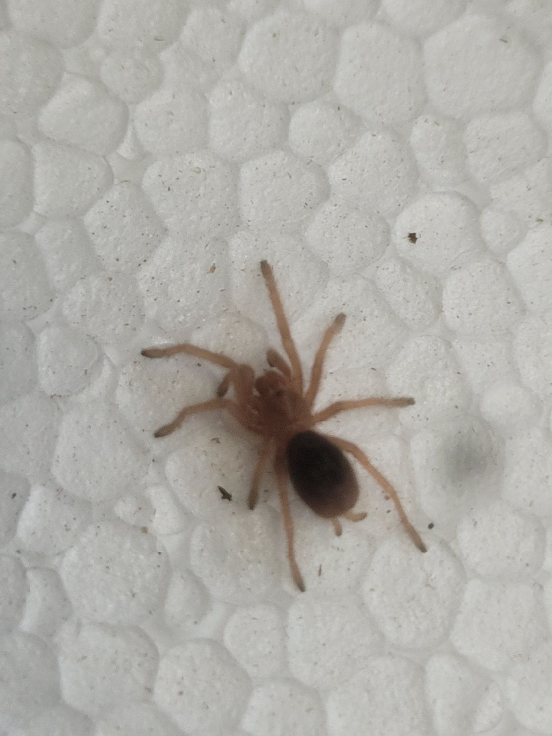 Chilean Rose Hair, Tarantula 0.75"