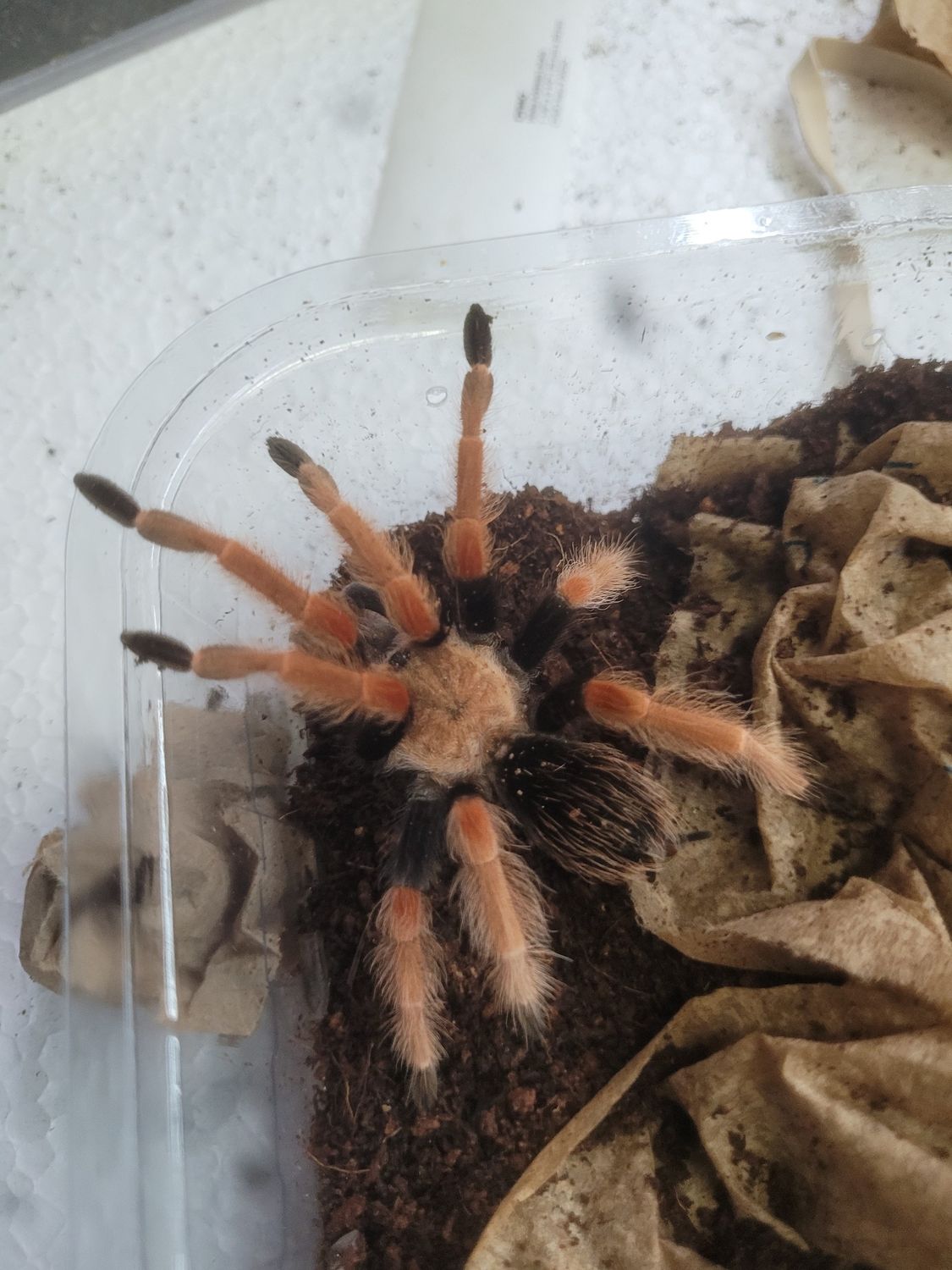 Mexican Fire Leg Tarantula 3" - 4"