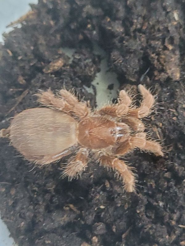 King Baboon Tarantula
