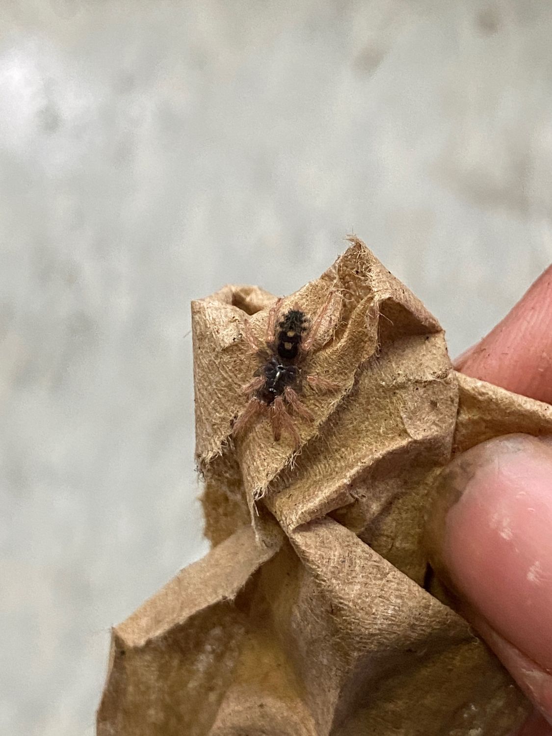 Speckle Patch Guerilla Tarantula,  sling