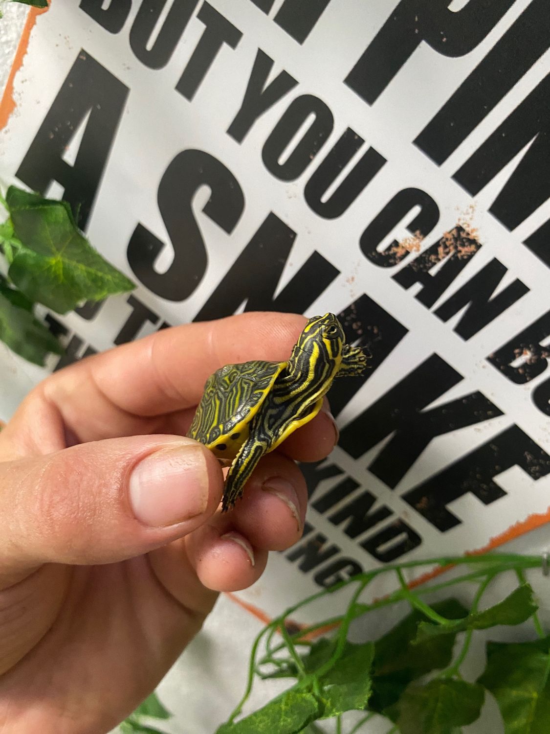 Peninsula Cooter Turtles