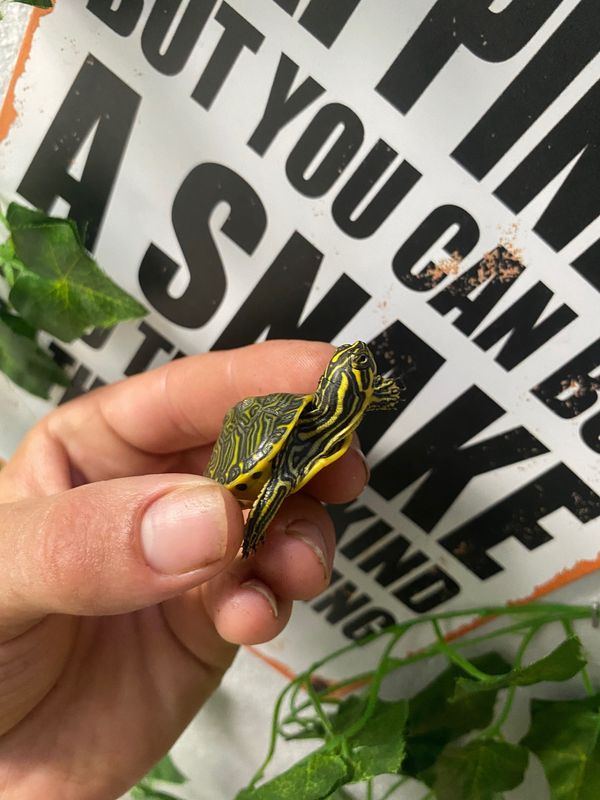 Peninsula Cooter Turtles