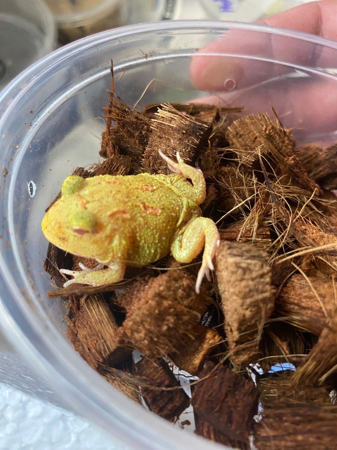 Lemon Drop Patternless Pacman