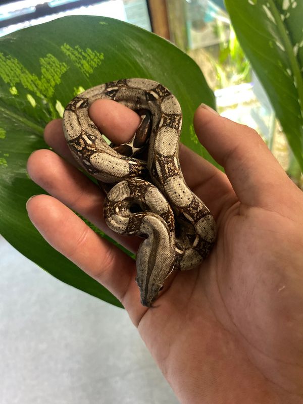 Columbian Redtail Boa