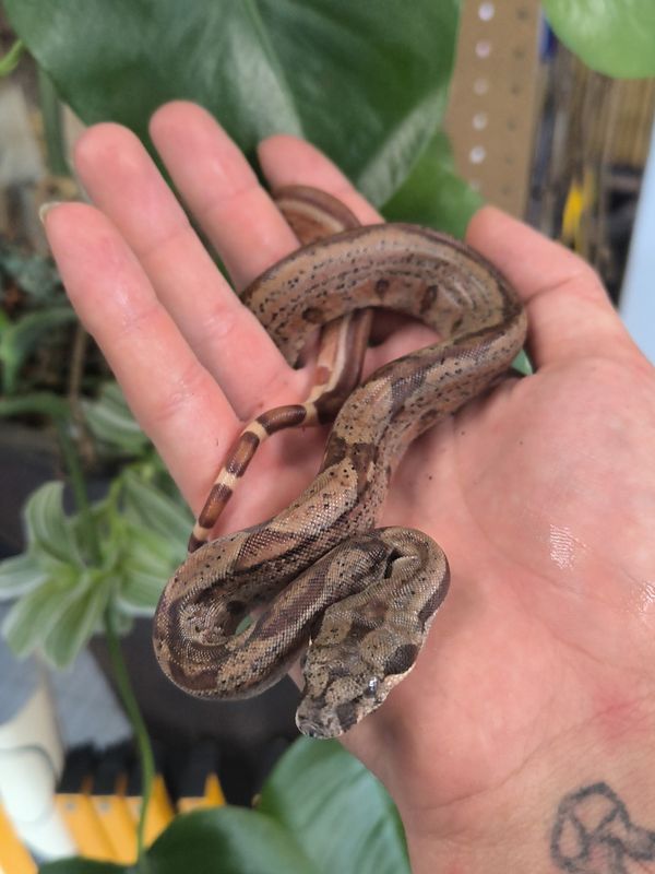 Columbian Redtail Boa