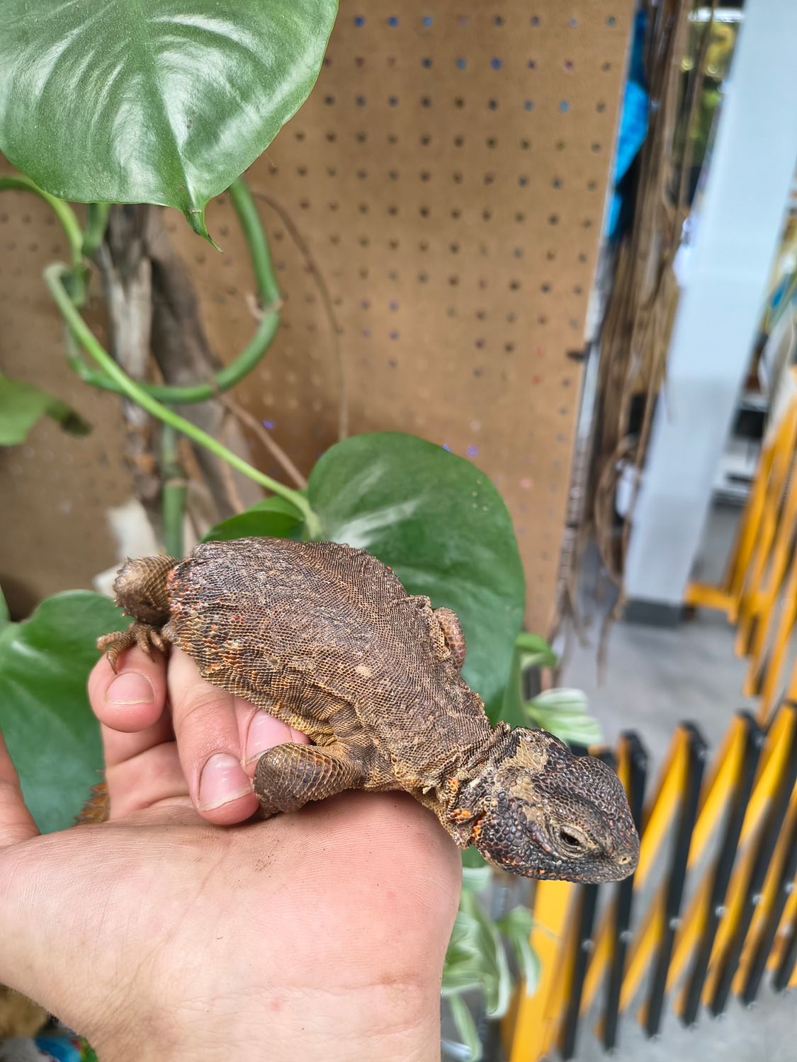 Red Uromastyx