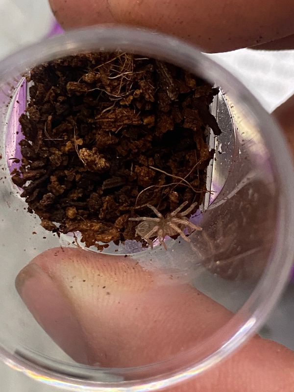 Blue Lightning Tarantula, sling