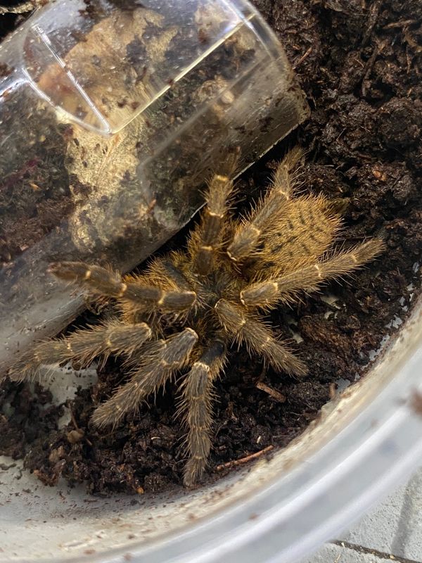 Orange Baboon Tarantula, dark form.