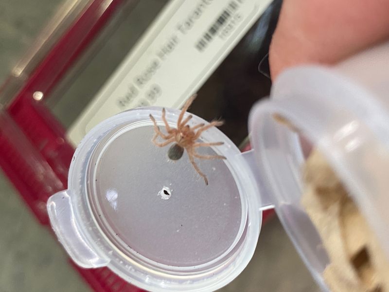 Red Rose Hair Tarantula