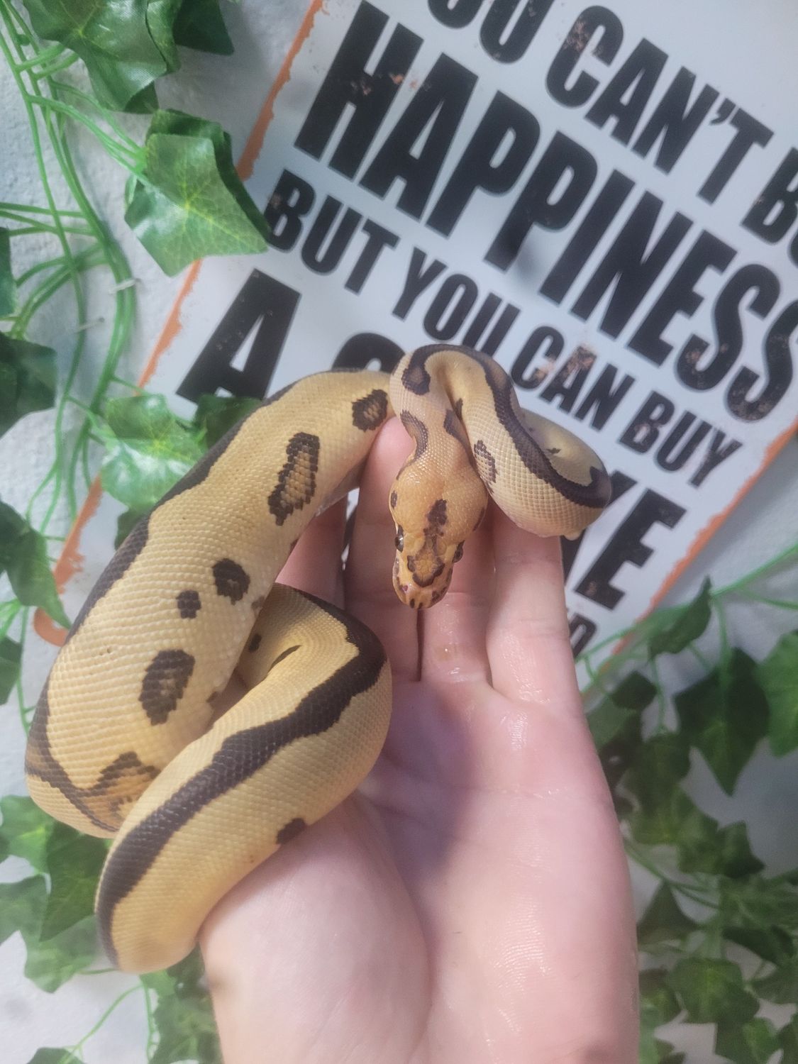 Yellow Belly, Leopard, Clown, Ball Python