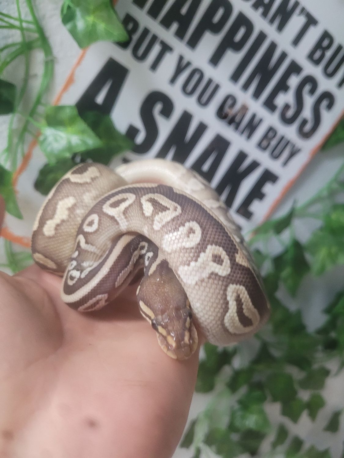 Mojave, Mahogany, 100% het pied, Ball Python